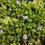 Pontederia crassipes Хабит