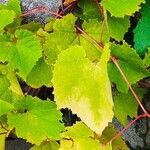 Vitis riparia Folha