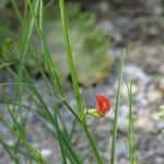 Lathyrus sphaericus Лист