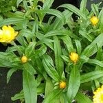 Xerochrysum bracteatum Natur