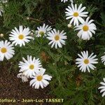 Argyranthemum coronopifolium Buveinė