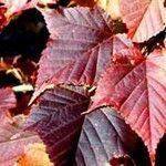Acer capillipes Folha