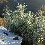 Helichrysum italicum Blad