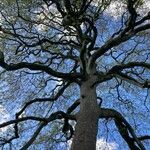 Platanus orientalis Habitus