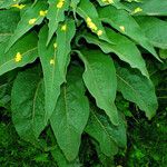 Verbascum speciosum Folha