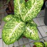 Dieffenbachia seguine Hostoa