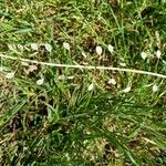 Eragrostis unioloides Blatt