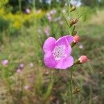 Agalinis purpureaBlomst