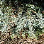 Picea pungens ᱥᱟᱠᱟᱢ