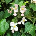 Begonia formosana Flor