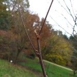 Carya aquatica Kora