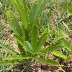 Boscia mossambicensis Leaf