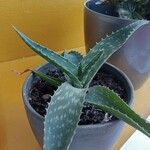 Aloe maculata Leaf