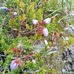 Phyllodoce caerulea Fleur