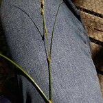 Carex remota Květ