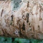 Betula medwediewii Corteza