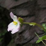 Begonia picta Агульны выгляд