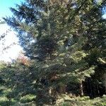 Abies concolor عادت