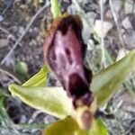 Ophrys aranifera 花
