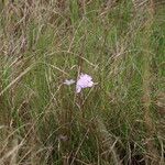 Cycnium tubulosum Flower