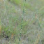 Thymelaea gussonei Flor
