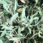 Atriplex portulacoides List