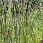 Calamagrostis × acutiflora Leaf