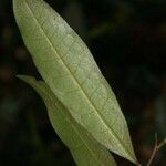 Duguetia calycina Leaf