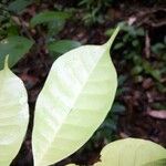 Pouteria cladantha Hoja
