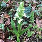 Dactylorhiza insularis Flower