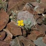 Eschscholzia glyptosperma ᱛᱟᱦᱮᱸ