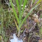 Typha incana Leaf