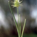 Echinaria capitata Habit