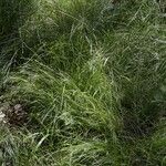 Carex remota 花