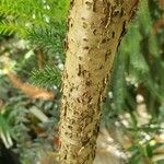 Araucaria nemorosa Corteza