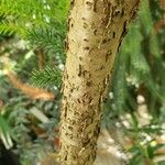 Araucaria nemorosa Bark