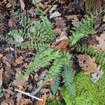 Polystichum acrostichoides Buveinė