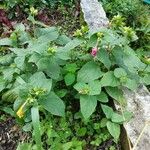 Mirabilis jalapaLeaf