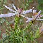 Galatella sedifolia Flower