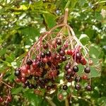 Sambucus nigra Fruit