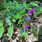 Lathyrus vernusFlor