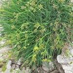 Bupleurum petraeum Plante entière