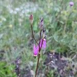 Primula pauciflora Kvet