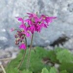 Primula matthioli Květ