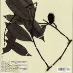 Heteropsis flexuosa Hoja