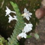 Angraecum distichum Floare