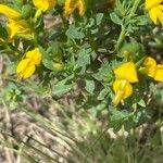 Genista anglica Blad