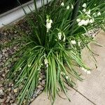 Leucojum aestivum Vekstform