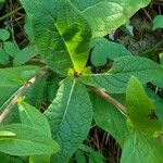 Inula conyza Blatt