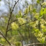 Salix myrsinifolia Floare